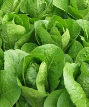 Салат латук: полезные и лечебные свойства