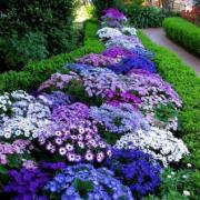 Синие цветы: названия садовых мелких красивых растений Агапантус, или африканская лилия