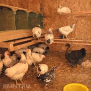 Домашнее животноводство: как построить курятник на десять кур своими руками
